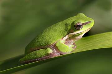 Australian Dwarf Tree Frog resting on leaf