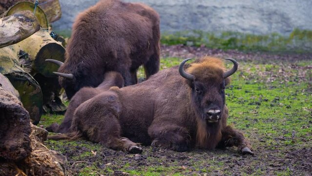 Сouple of European bison / wisent, lies on the ground. European bison (Bison bonasus) or the European wood bison, also known as the wisent, the zubr, or sometimes colloquially as the European buffalo