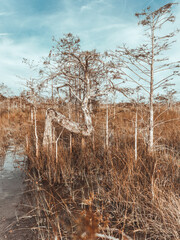 Zee Tree, Everglades National Park