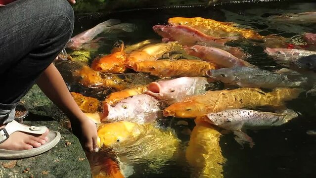 Kids are feeding gold fishes with pellets in the pond's edge