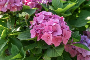 Fototapeta premium Pink hydrangea flowers in full bloom in a garden. Hydrangea bushes blossom on sunny day. Flowering hortensia plant. Blossoming flowers in the spring 