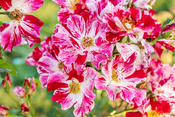 White and pink roses in full bloom in a garden. Rose bushes blossom on sunny day. Flowering plants. Blossoming flowers in the spring. Close up