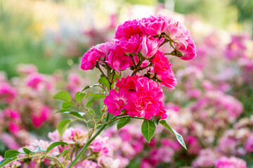 White and pink roses in full bloom in a garden. Rose bushes blossom on sunny day. Flowering plants. Blossoming flowers in the spring. Close up