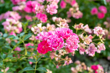 White and pink roses in full bloom in a garden. Rose bushes blossom on sunny day. Flowering plants. Blossoming flowers in the spring. Close up