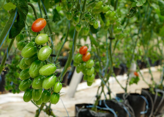 Closeup on tomatoes growing inside greenhouse