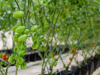 Tomatoes growing inside protected cultivation, greenhouse