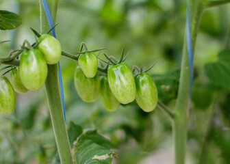 Tomatoes growing inside protected cultivation, greenhouse