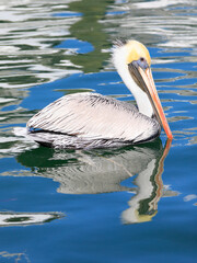 Pelican swimming on Gulf of Mexico including his reflection on the water in Key West, Florida