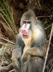 this is a close up of a mandrill