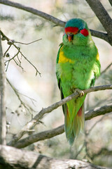 the musk lorikeet is perched on a bush