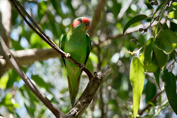 the musk lorikeet is perched in a tree