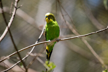 the parakeet is perched on a bush