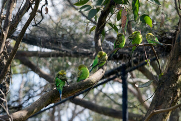 the parakeet is a green bird with a yellow head