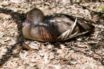 the plumed whistling duck is resting