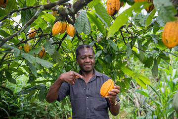 An African farmer points to a ripe cocoa bean freshly picked from his plantation.