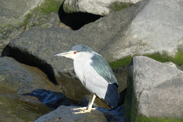 black crowned night heron in a seashore