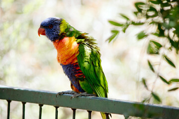 this is a side view of a rainbow lorikeet