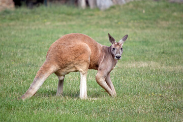 this is a side view of a red kangaroo
