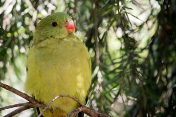 this is a close up of female regent parrot