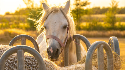 Horse portrait in the sun at sunset.Farm animals.White horse with white mane close-up...
