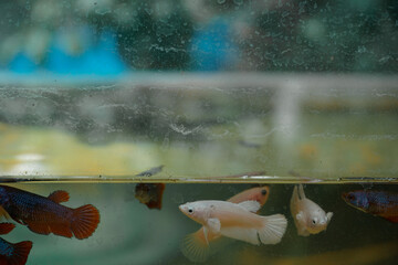 betta fish in the aquarium