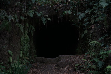 cave in the forest