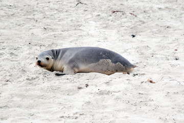 the sea lions are grey on top and white underneath with whiskers and a black nose