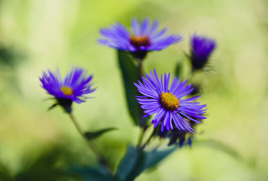 High angle view of New England aster growing in park