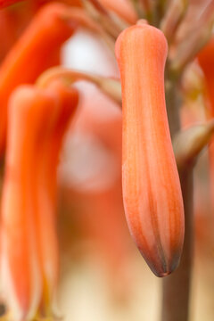 flowers in spring from close up with macro lens