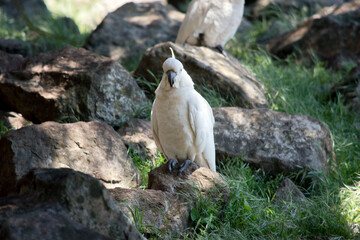 the sulphur crested cockatoo is standing on a rock
