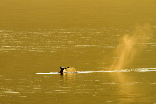 Breath whale and tail in golden light