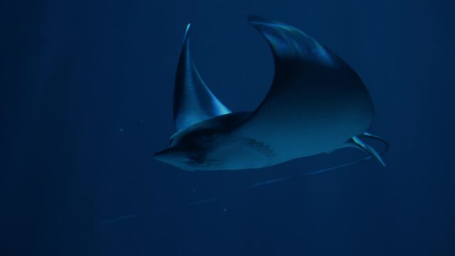 Ray - fish | sea rays | Batoidea | Naru eagle ray | Stingrays | Aetobatus narutobiei, swims among corals and other fish.