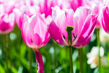 Closeup of a tulip flower in spring. Tulip banner or header. Spring flowers blooming in sunshine outside.
