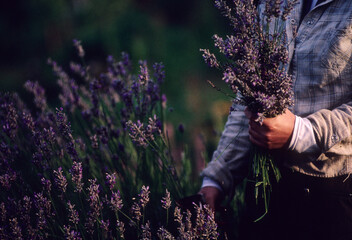A young woman cuts lavender flowers in an organic garden on a farm in Southern Chile.
