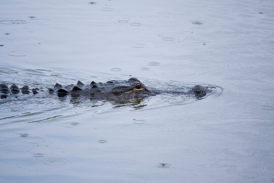 American alligator (Alligator mississippiensis) in Everglades National Park, Florida.