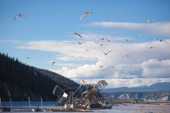 Seagulls fly over the fish wheels on the Copper River, near Chitina, Alaska.