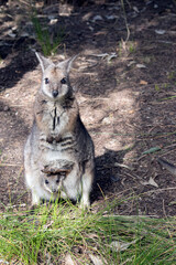 The tammar wallaby is a small grey wallaby with tan arms and white cheek stripes