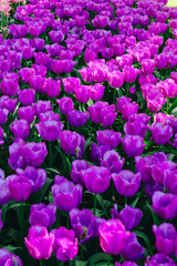 Beautiful vertical purple tulip spring background. Tulip banner or header. Spring flowers blooming in sunshine outside.