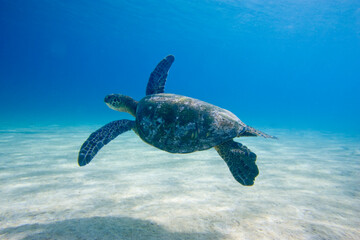 Hawaii'an sea turtle