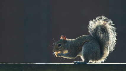 Squirrel. Gray fluffy North American Squirrel. Rodent is hungry. Squirrel eating a peanut nut. Feeding wild animals. Nature background with copy space. 
