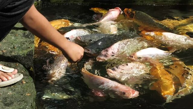 Kids are feeding gold fishes with pellets in the edge of pond