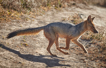 zorro Culpeo hembra caminado por un sendero
