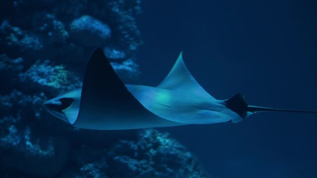 Ray - fish | sea rays | Batoidea | Naru eagle ray | Stingrays | Aetobatus narutobiei, swims among corals and other fish.