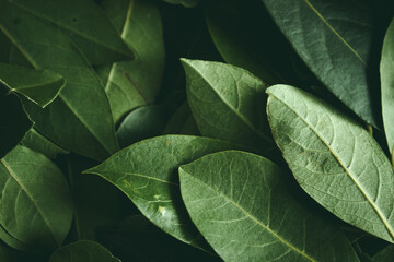 Close up of green leaves background. Daphne leaves. Dark and moody background concept with plant leaves. Top view. Selective focus