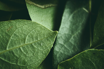Close up of green leaves background. Daphne leaves. Dark and moody background concept with plant...