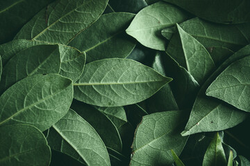 Close up of green leaves background. Daphne leaves. Dark and moody background concept with plant...