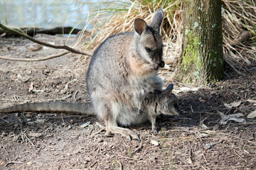 The tammar wallaby has a joey in her pouch with its head sticking out