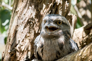 the tawny frogmouth has its mouth wide open and so are his yellow eyes