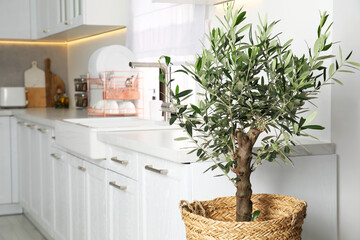Beautiful potted olive tree in stylish kitchen