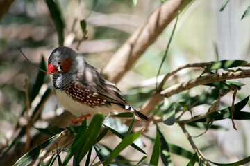 this is a side view of a zebra finch perched in a bush